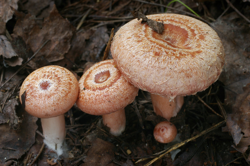 Lactarius torminosus